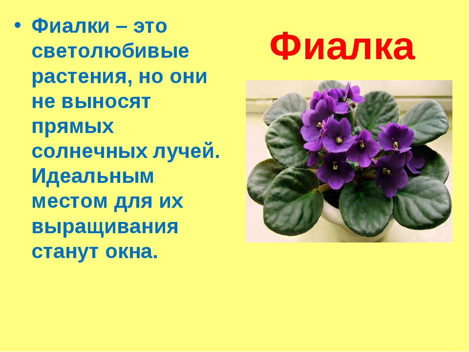 Цветы картинки с описанием