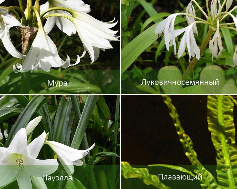 Кринум: посадка и уход в домашних условиях, фото видов, размножение