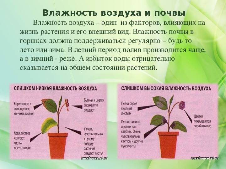 Подробно о том, боится ли орхидея холода?