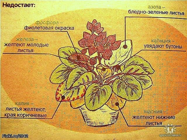 Фиалка: почему желтеют и гниют листья? у фиалки желтеют листья: причины явления и как с ними бороться