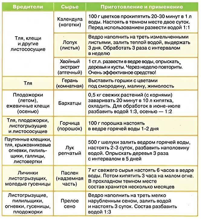 Чем обработать орхидею от вредителей: как правильно это делать и какие препараты существуют?