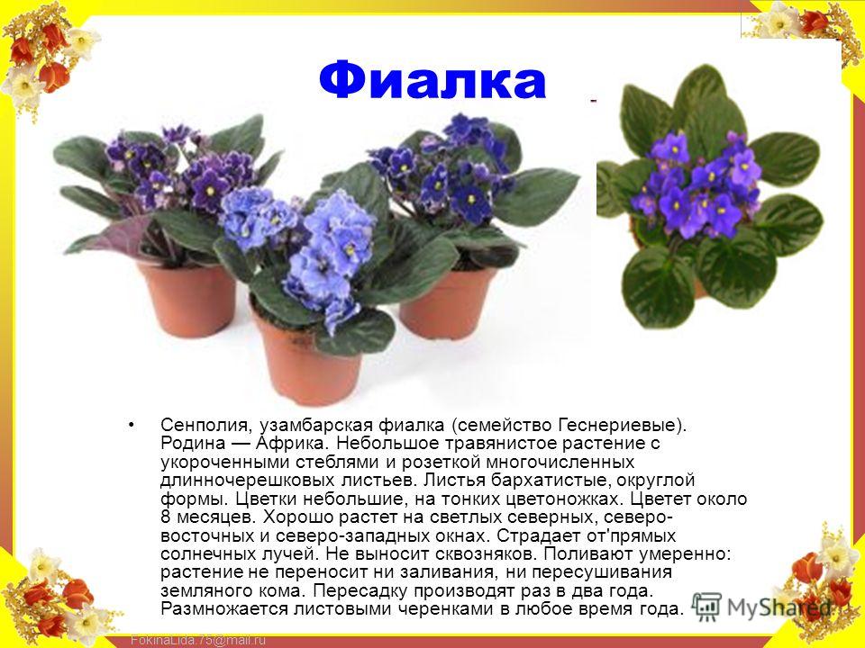 Презентация фиалка комнатное растение для дошкольников