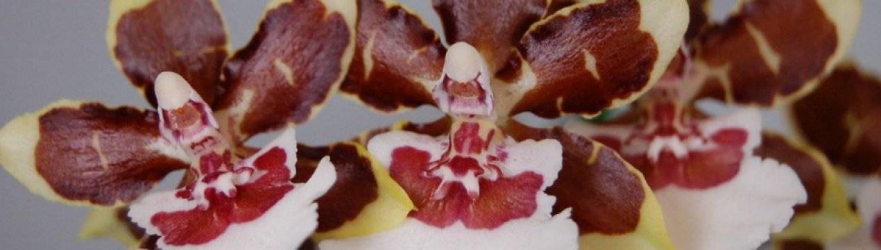 Звёдочка на подоконнике – орхидея камбрия