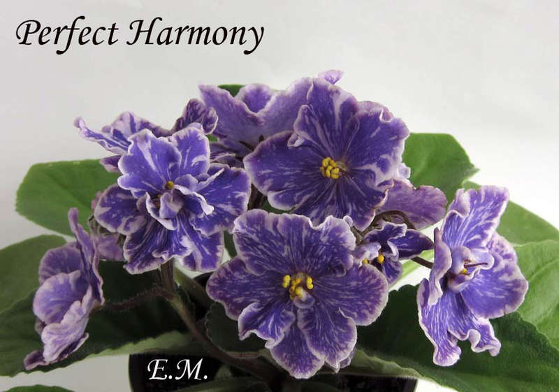 Фиалка perfect harmony фото и описание