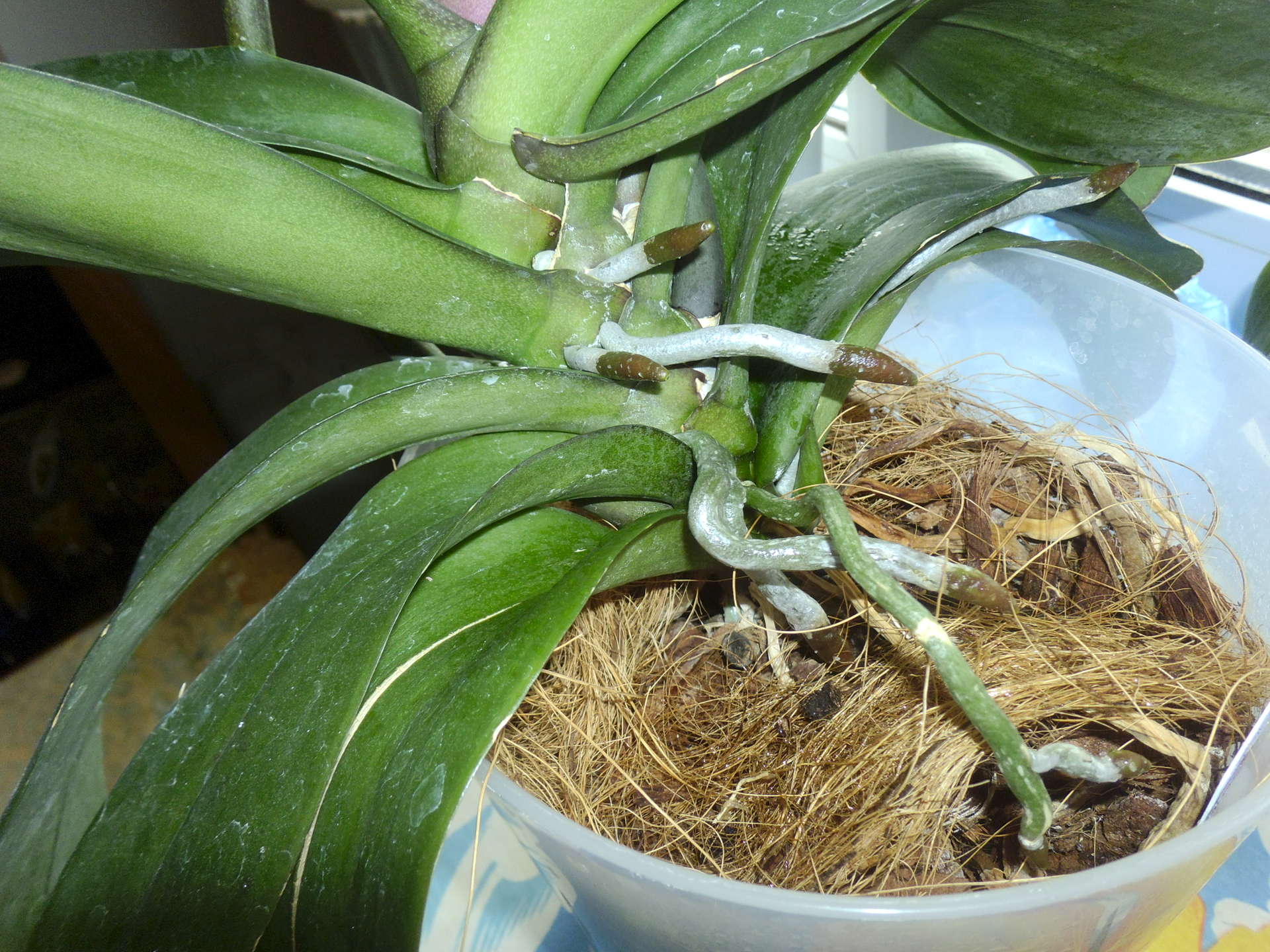 Как цветут орхидеи в домашних условиях, что влияет на процесс, что делать, чтобы растения зацвели, можно ли стимулировать, какие применять препараты?