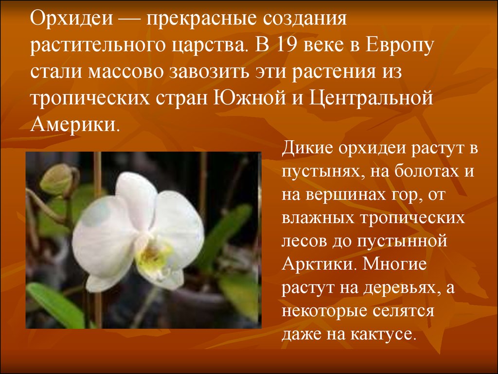 Легенды и мифы про орхидею и история цветка