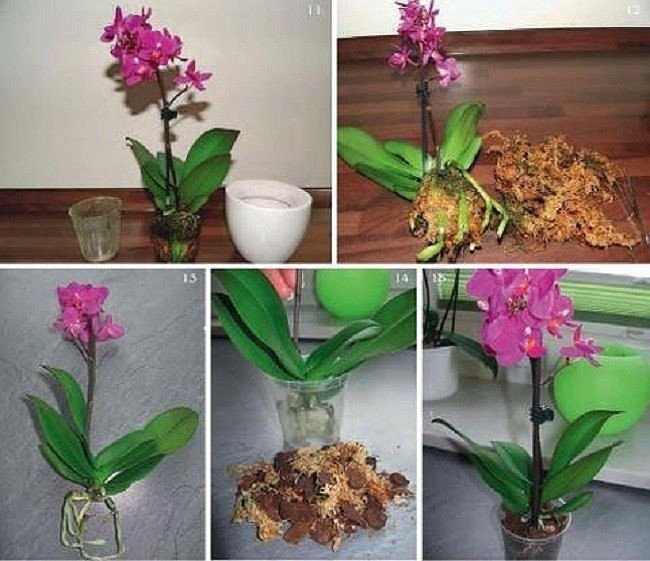 Что делать и почему у орхидеи полностью засох цветонос