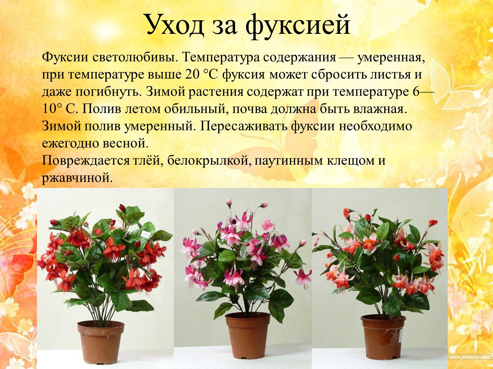 Значения цветов орхидеи на языке цветов