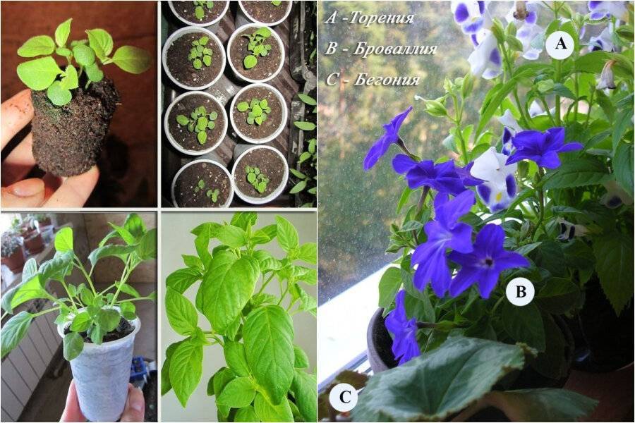 Какие комнатные цветы можно вырастить из семян в домашних условиях фото и названия