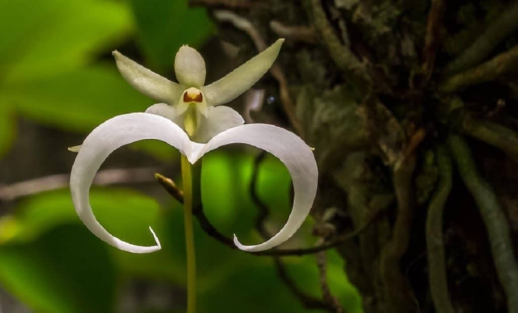 Фото породы собак петербургская орхидея фото