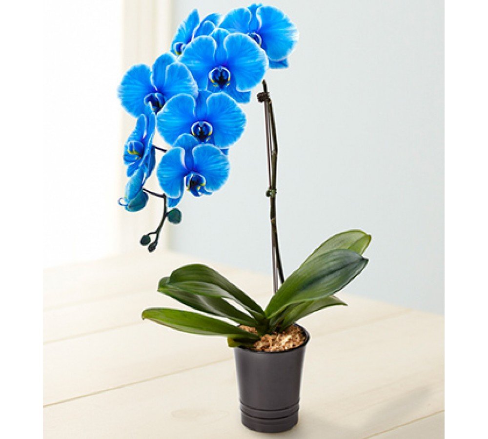 Особенности уходы за голубыми и синими орхидеями