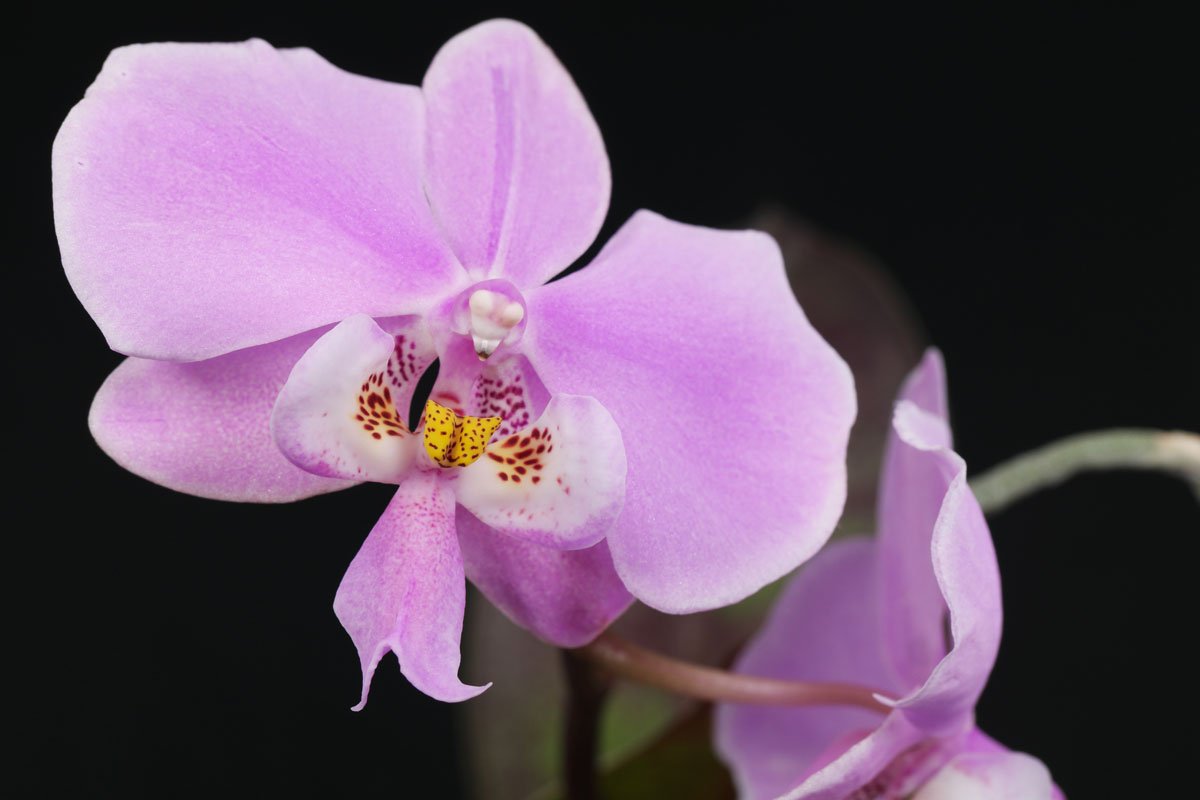 Крупноцветковая королевская орхидея фаленопсис
