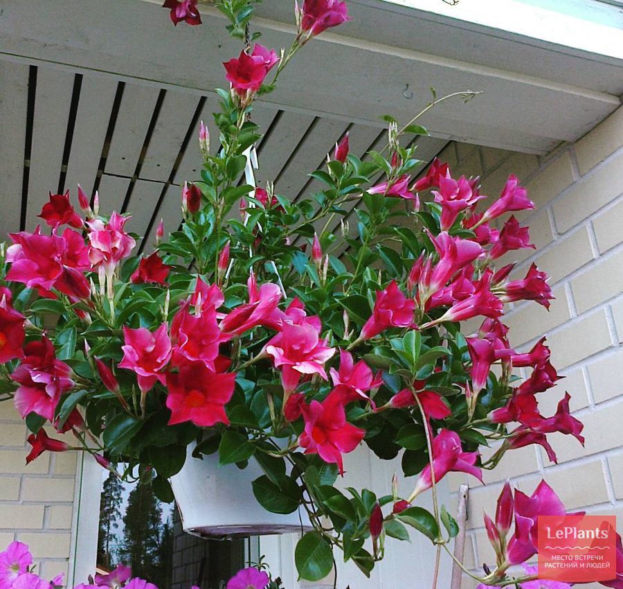 Цветок дипладения выращивание и уход домашних условиях фото