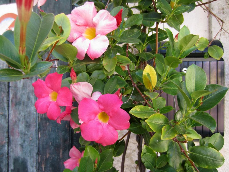 Ухаживание за дипладенией (mandevilla)