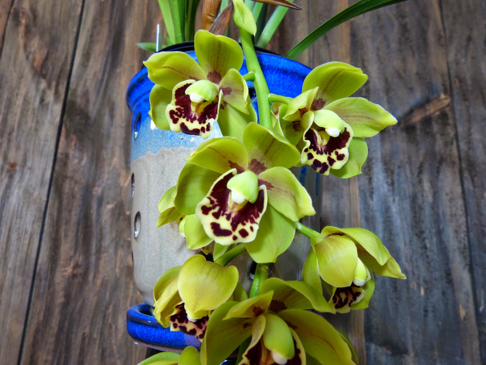 Саншайн орхидея фото