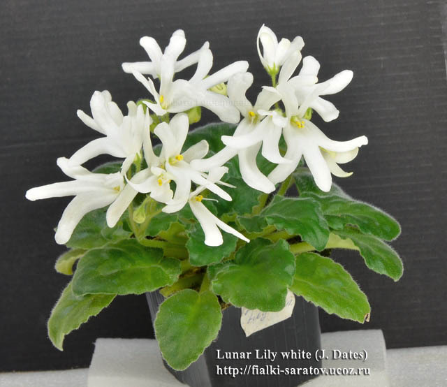 Lunar lily white фиалка фото