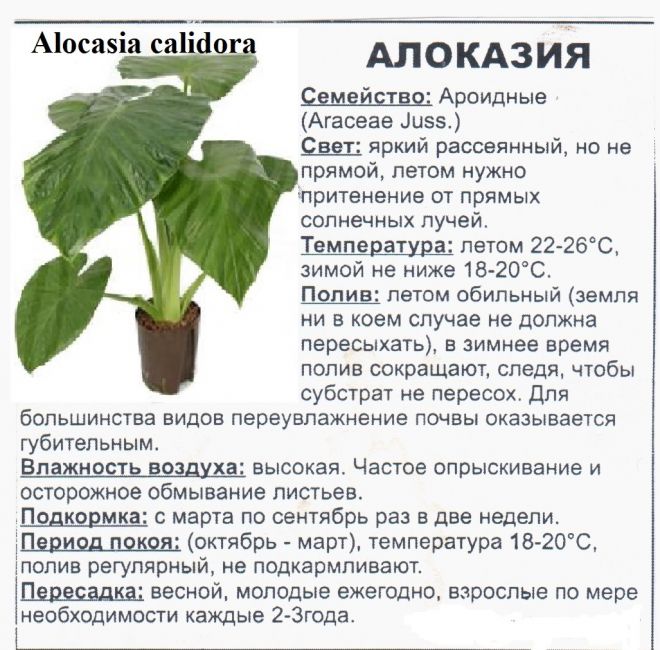 Алоказия — блестящий трилистник. уход, выращивание, размножение. болезни и вредители. виды и сорта. фото — ботаничка