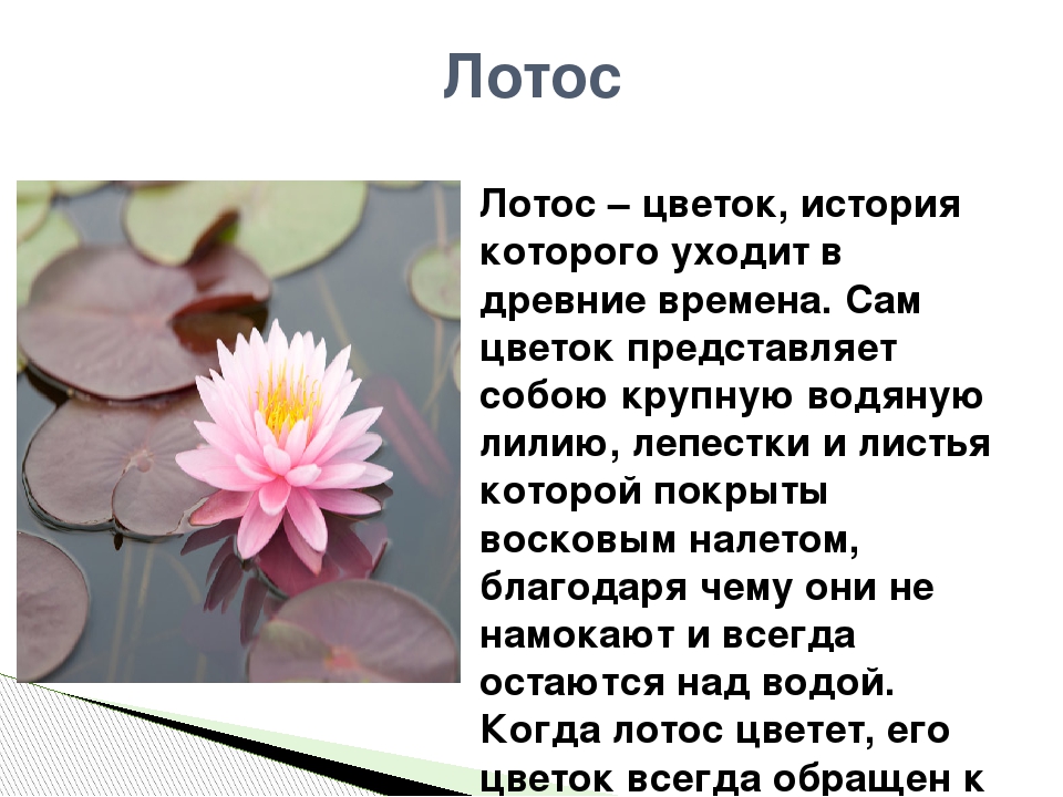 Орхидея - история легенды предания