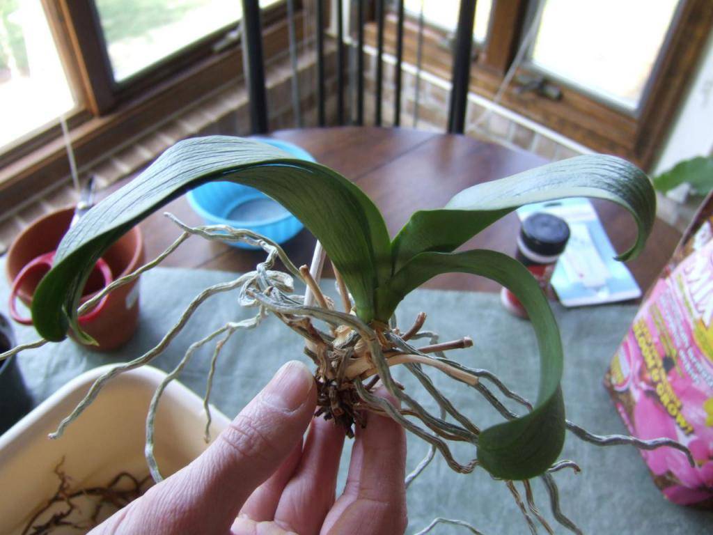 Как обрезать орхидею фаленопсис, чтобы омолодить
