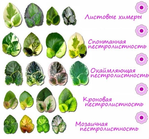 Определить сорт цветка по фотографии