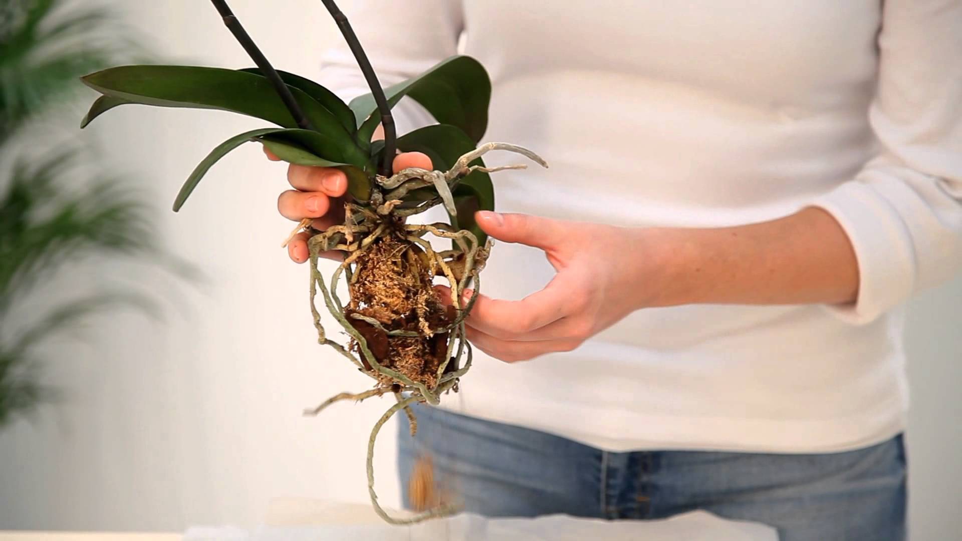 Можно ли пересаживать орхидею во время цветения: после покупки весной, летом, осенью, зимой