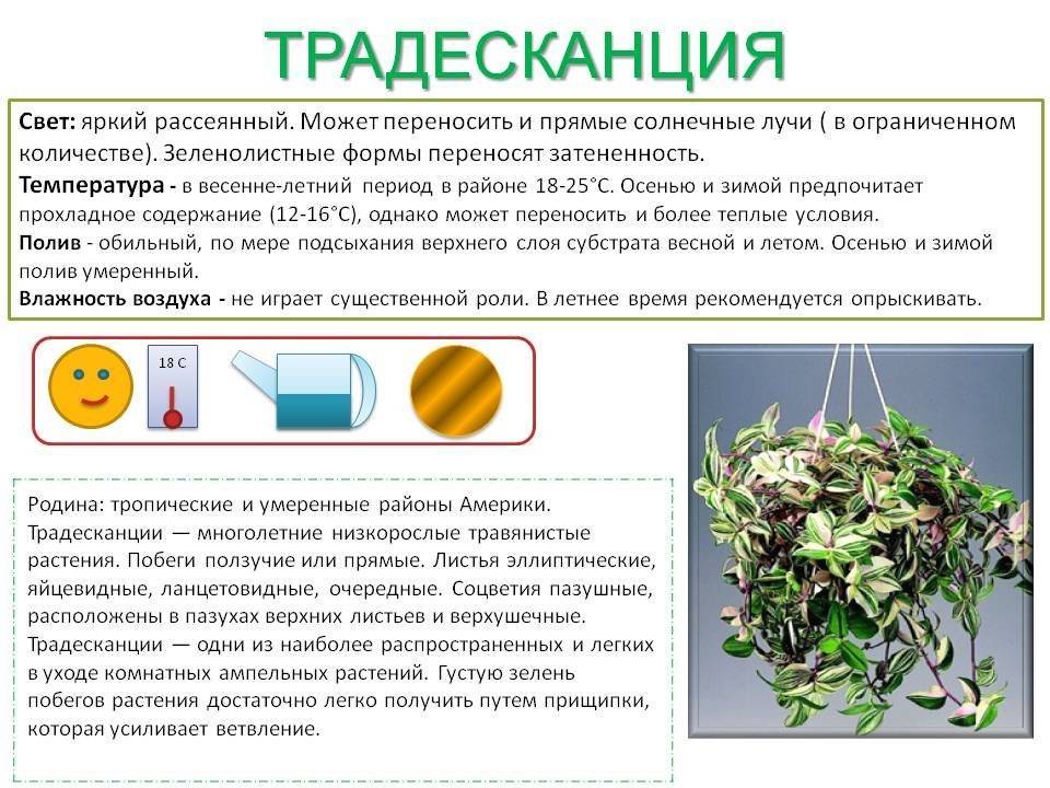 Кактус эхинопсис: примеры ухода за растением и его разновидности