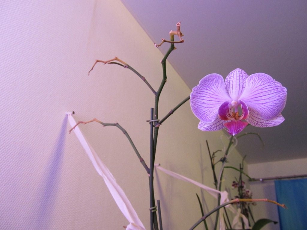 Орхидея отцвела — как за ней ухаживать и что делать дальше со стрелкой пошагово с фото