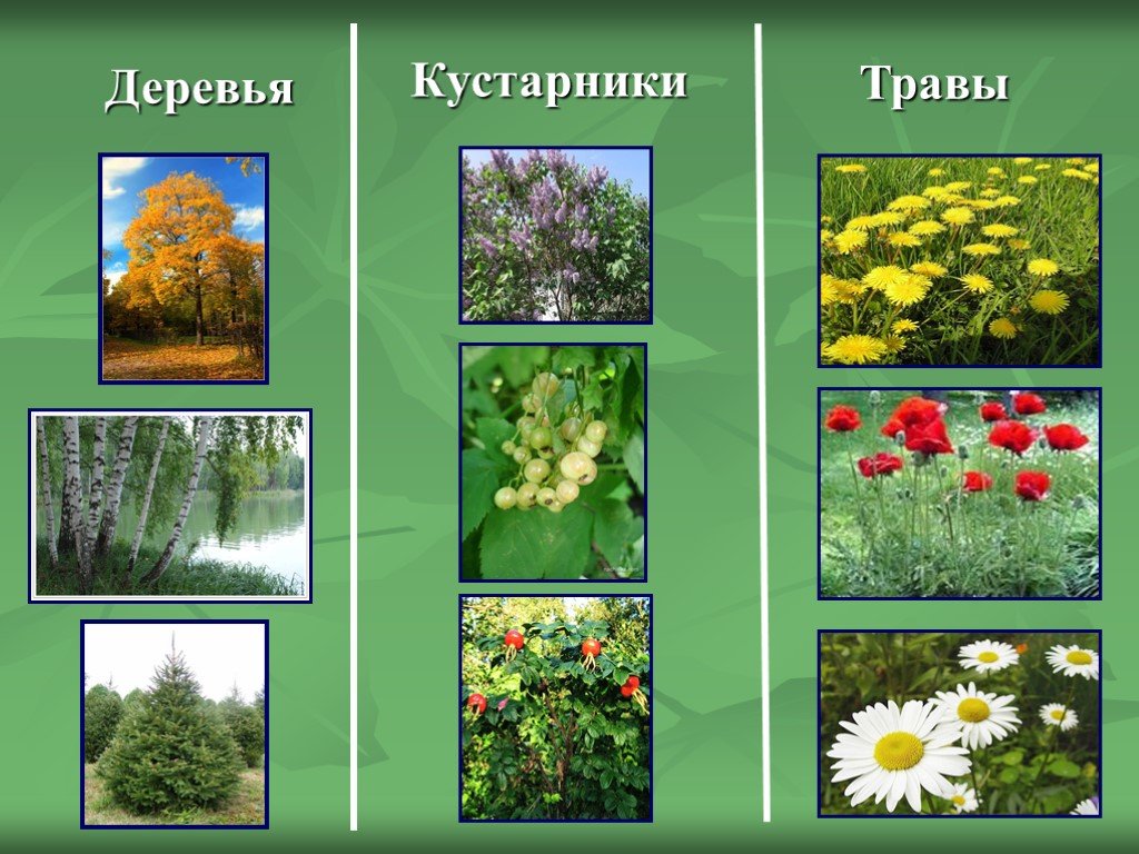 Мурайя: уход в домашних условиях, размножение, болезни
