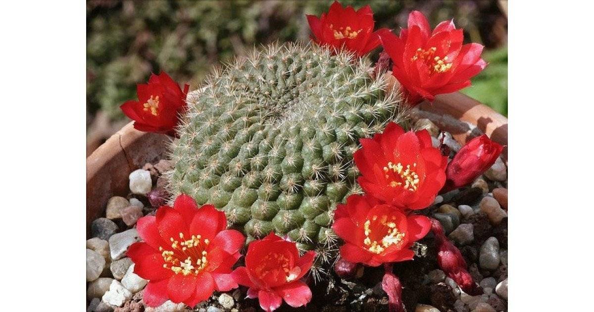 Rebutia krainziana ‘albiflora’ — ребуция крайнца белоцветковая.