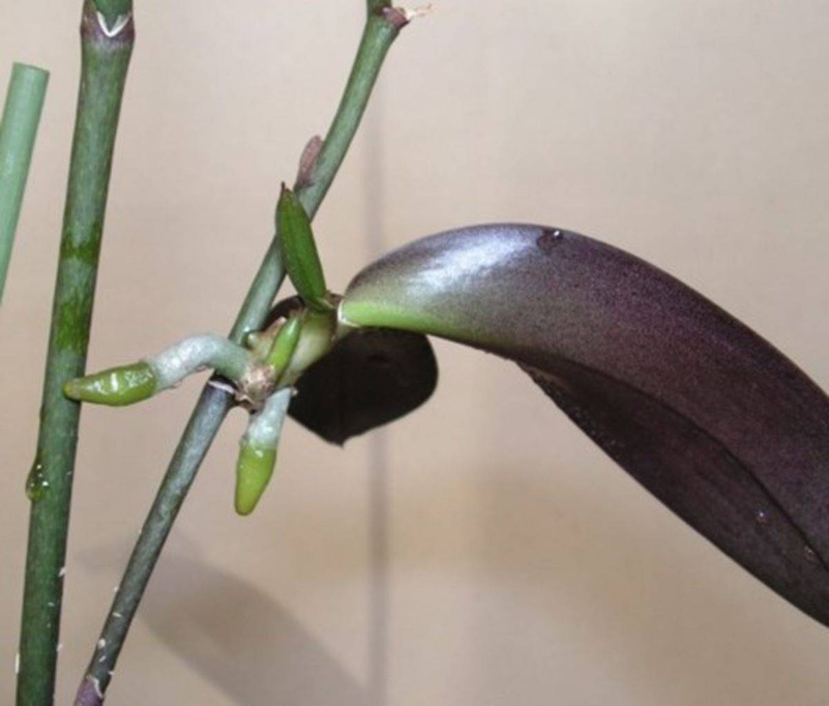 Способы, как отделить детку орхидеи, и дальнейший уход за материнским растением и отростком