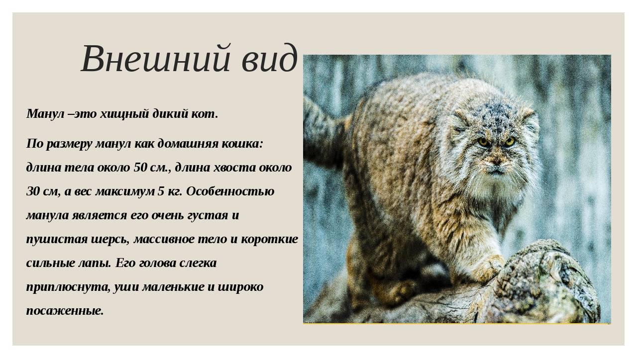 Орхидея фаленопсис дикий кот: подробные фото и описание редкого гибрида