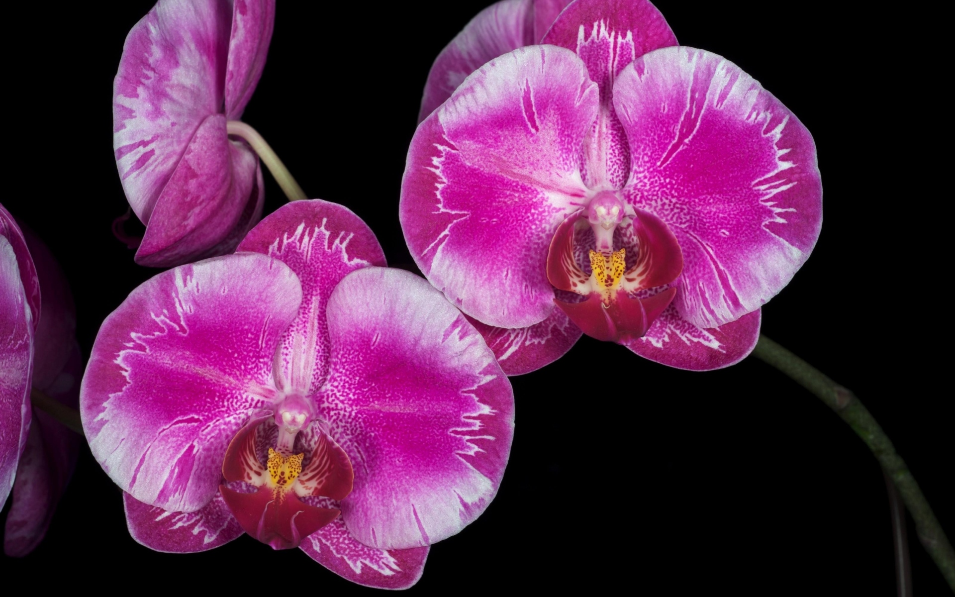 Пятнистые орхидеи — описание разных видов