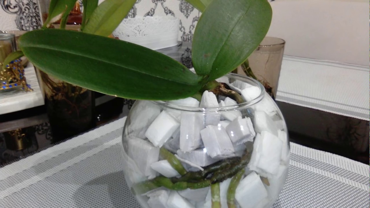 Как обеспечить уход за орхидеей ванда в домашних условиях? советы опытных экспертов