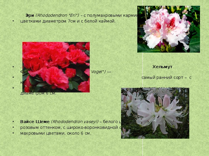 Рододендрон жёлтый, он же - понтийская азалия. оставь в лесу - и там выживет! -растения -р -статьи