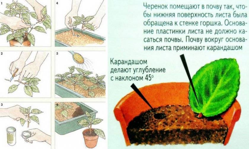Уход за комнатными сенполиями фиалками и их размножение листом и делением пошагово с фото
