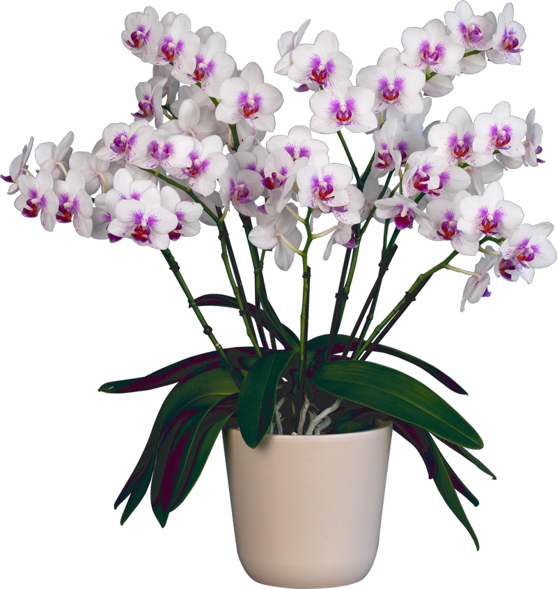 Орхидей купить интернет магазин почтой. Орхидея фаленопсис мультифлора. Фаленопсис мультифлора белая. Фаленопсис Буэнос Айрес. Фаленопсис Замбия мультифлора.