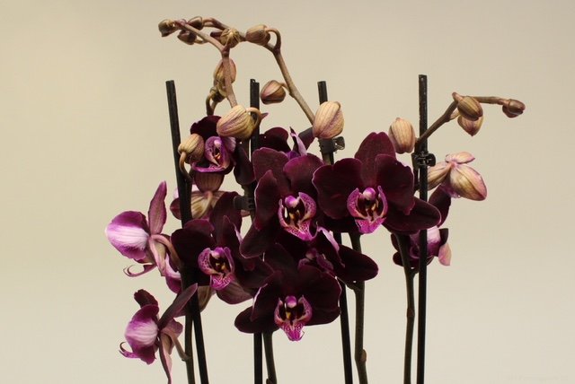 Великолепные красные орхидеи: сорта и фото