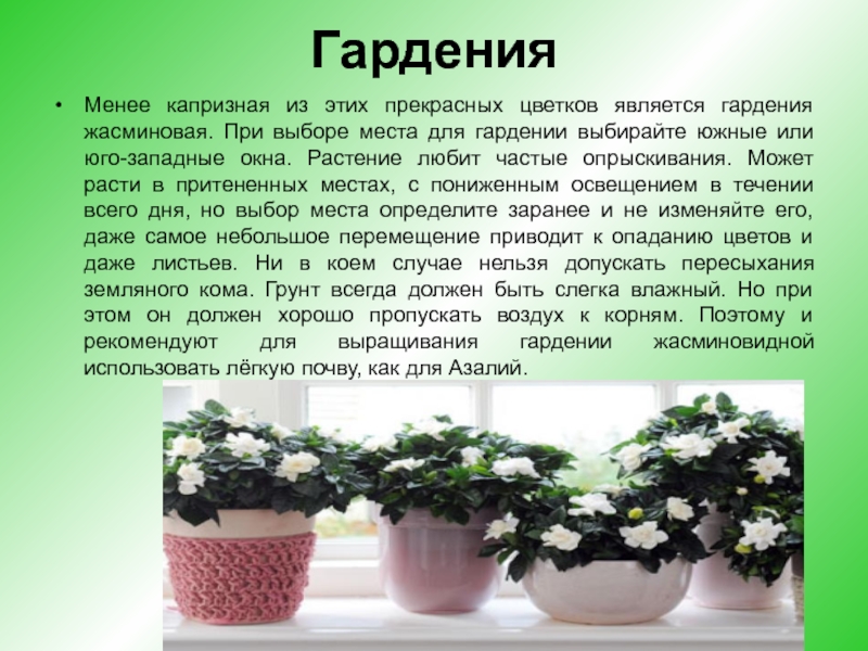 Гардения цветок комнатный как ухаживать в домашних условиях фото пошагово с фото