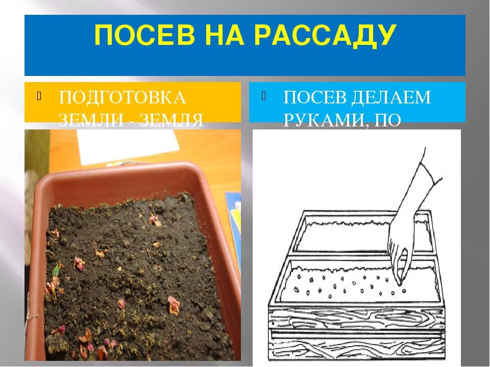 Готовим семена к посеву