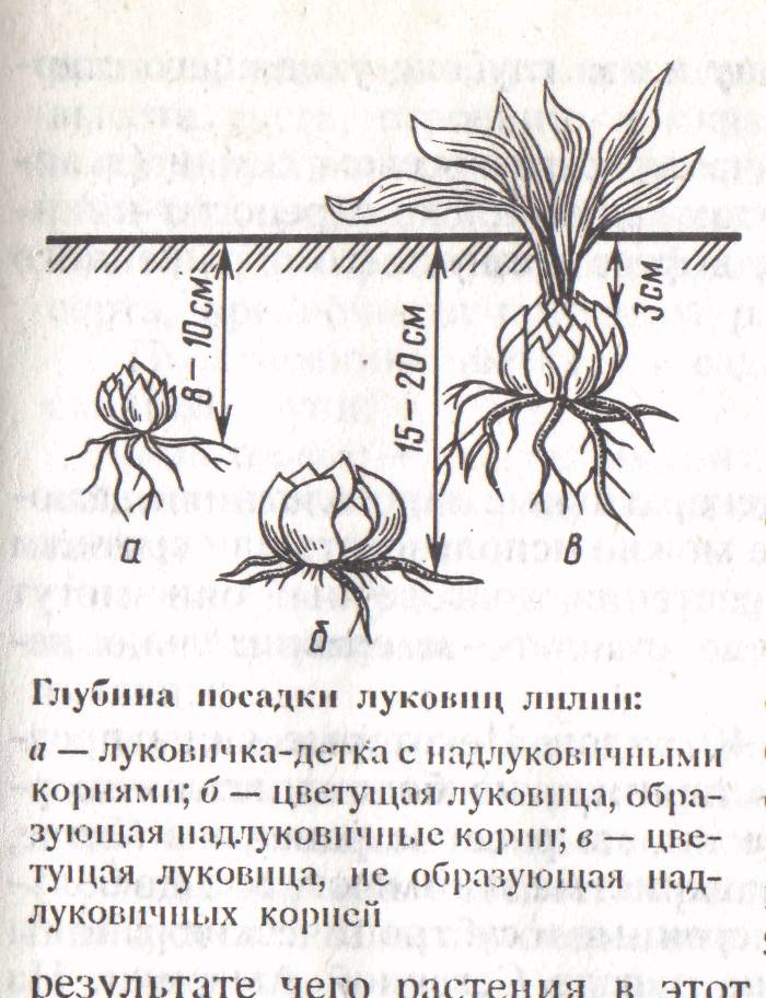 Как вырастить лилии в комнатных условиях: мастер-класс с фото и видео