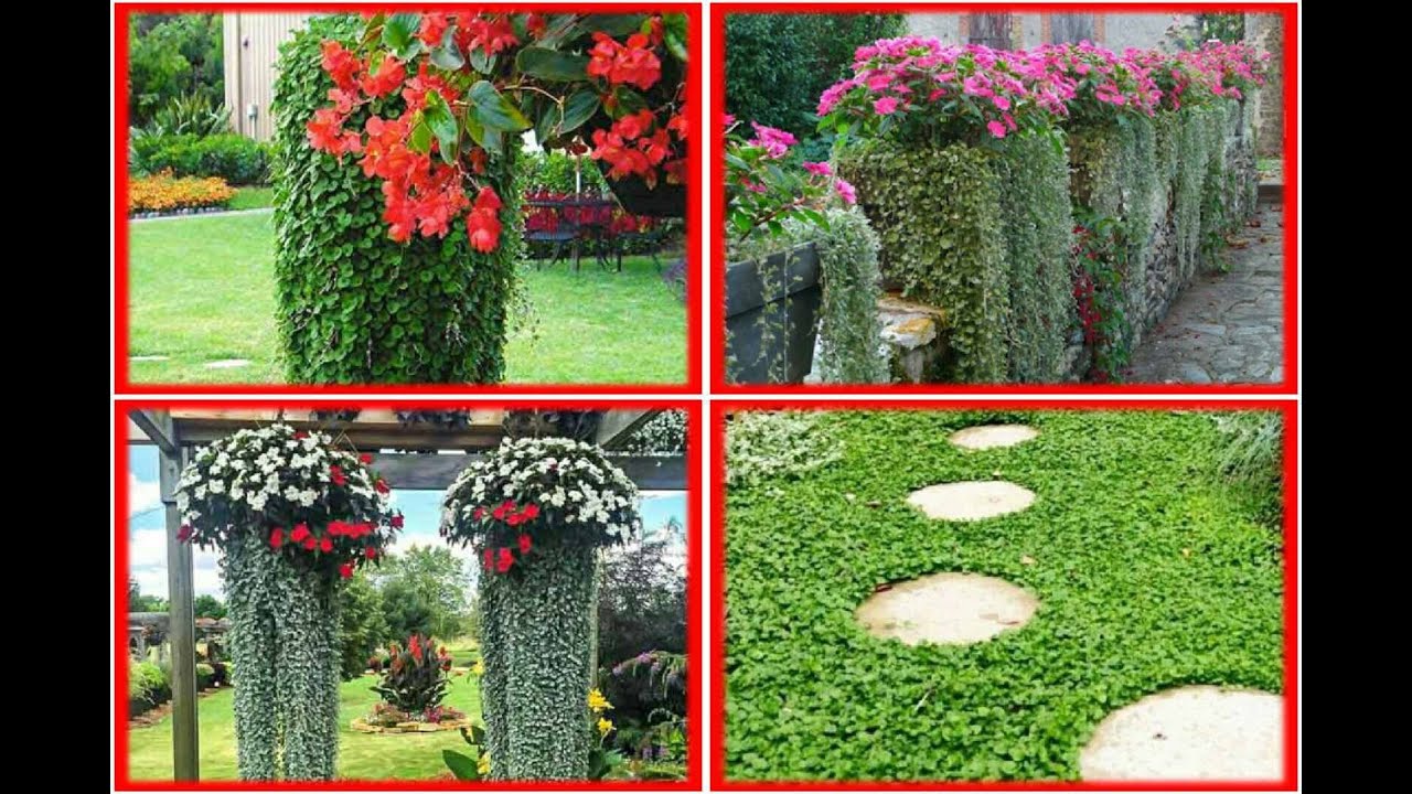 Тропическая красавица дихондра — описание и фото, выращивание дома и в саду