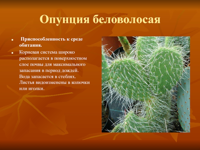 Описание и виды опунции — гигантского кактуса