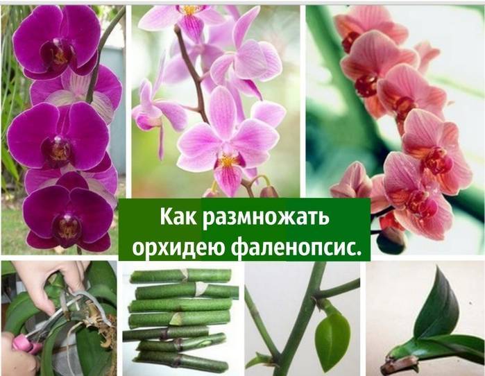Сорта мини орхидеи: посадка, уход и размножение в домашних условиях