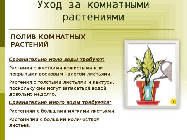 Комнатный цветок пахистахис: описание и фото, размножение и уход в домашних условиях