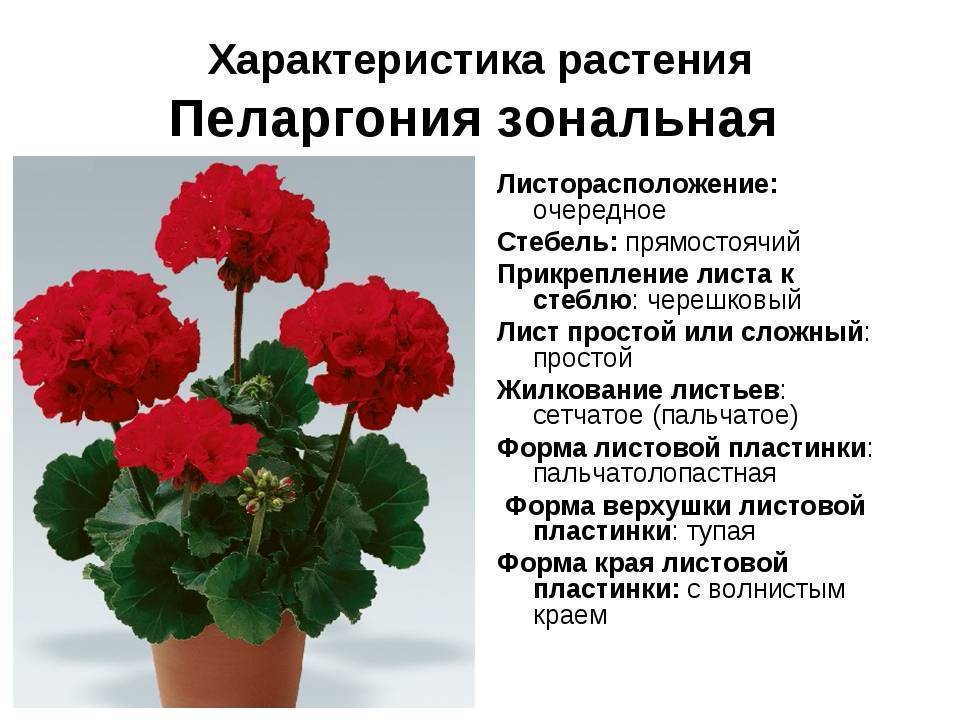 Герань: уход и размножение в домашних условиях, виды и болезни | клуб цветоводов