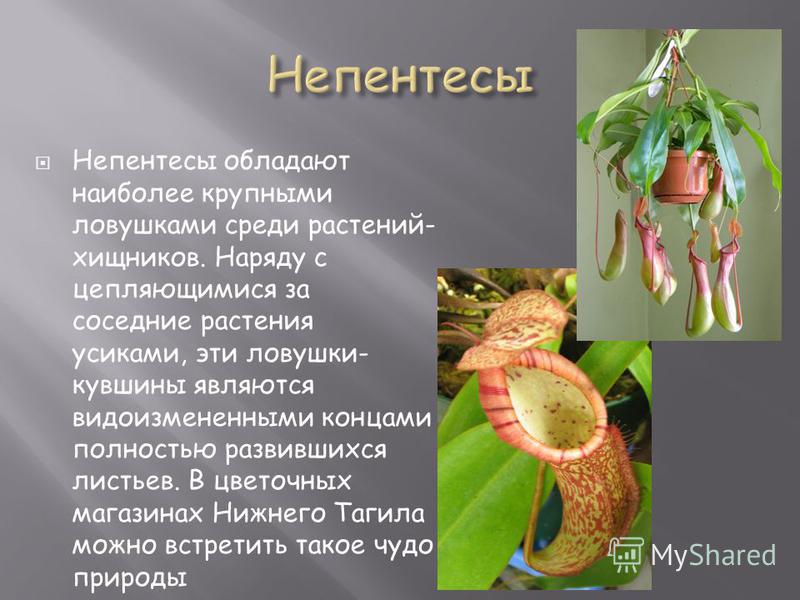 Непентес — ароматный кувшинчик. уход в домашних условиях. фото — ботаничка