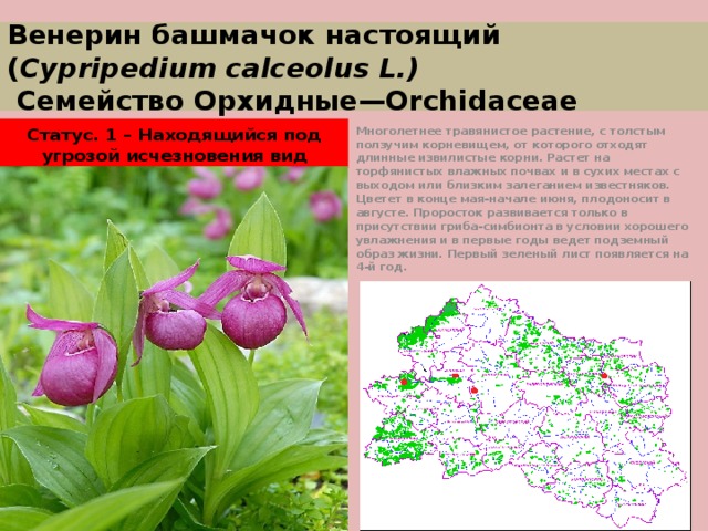 Красная книга нсо растения. Венерин башмачок красная книга Удмуртии. Венерин башмачок Орловская область. Венерин башмачок в Архангельской области. Венерин башмачок ареал.