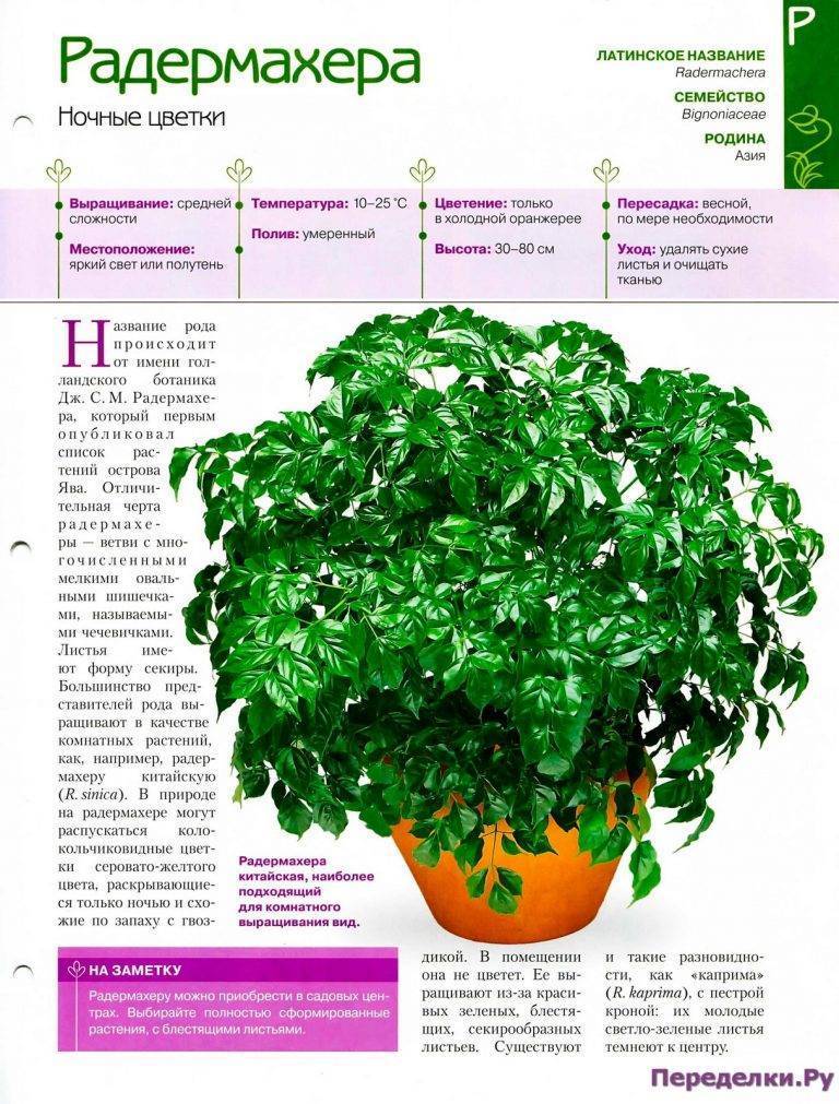 Радермахера: уход в домашних условиях, фото и распространенные болезни selo.guru — интернет портал о сельском хозяйстве
