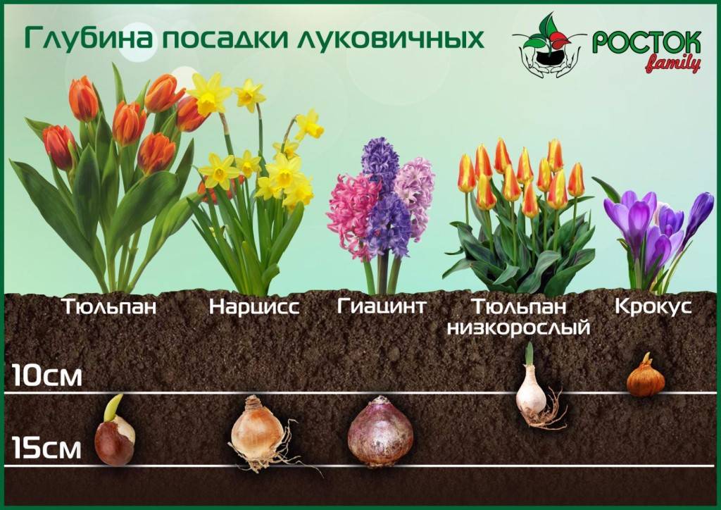 Гиацинт в горшке уход в домашних условиях, правила, выгонка 8 март