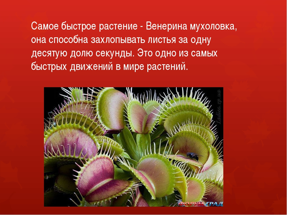 Правила ухода за пафиопедилумом в домашних условиях